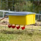 Poultry Auto Waterer