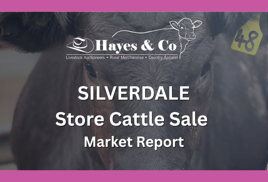 SILVERDALE STORE SALE - SATURDAY 15TH FEBRUARY 2025 - 388 HEAD