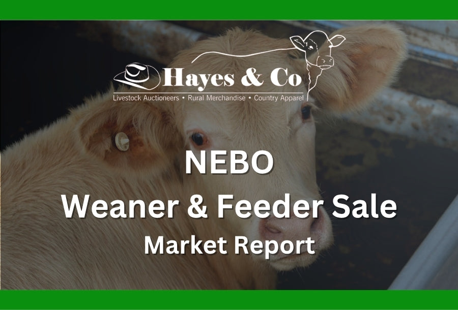 Nebo Combined Agents Weaner & Feeder Feature Sale - 20th March 2026 - 1867 Head