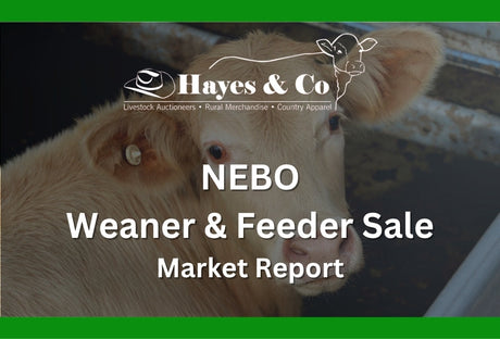 Nebo Combined Agents Weaner & Feeder Feature Sale - 20th March 2026 - 1867 Head