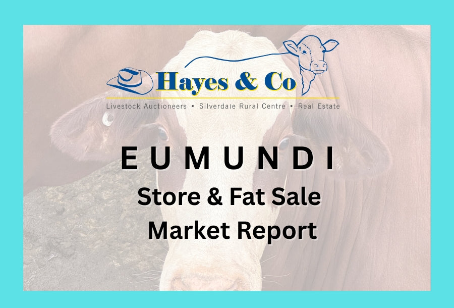 EUMUNDI STORE & FAT SALE - 24TH FEBRUARY 2025 - 545 HEAD