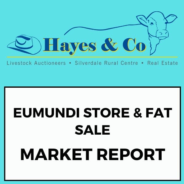 Eumundi Fat & Store Sale - Monday 11th August 2025 - 308 head