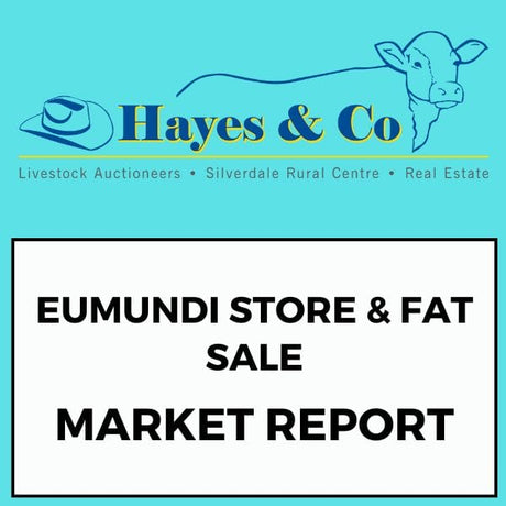 Eumundi Store & Fat Sale - Monday 1st December 2025 - 592 Head