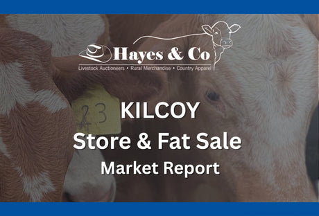 KILCOY STORE & FAT SALE - 9TH MAY 2026 - 328 HEAD