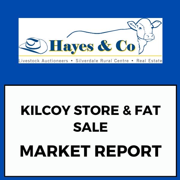 KILCOY STORE & FAT SALE - 13TH MAY 2025 - 348 HEAD