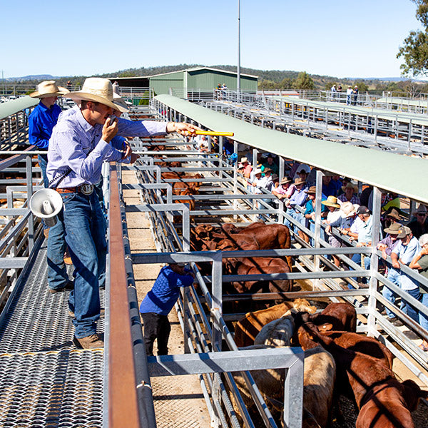 Records Smashed at First 2021 Silverdale Weaner Sale