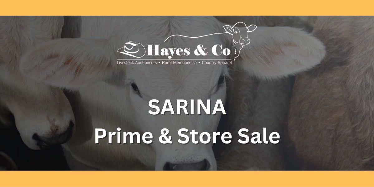 SARINA COMBINED AGENTS PRIME & STORE SALE - 8TH MAY 2026 - 490 HEAD