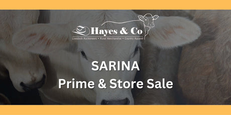 SARINA COMBINED AGENTS PRIME & STORE SALE - 27TH FEBRUARY 2026 - 185 HEAD