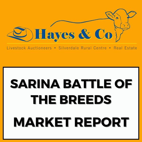 Sarina Battle of the Breeds Sale - 23rd May 2025 - Market Report