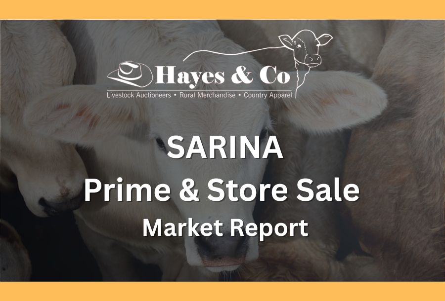 SARINA COMBINED AGENTS PRIME & STROE SALE - 7TH August 2026 - 289 HEAD