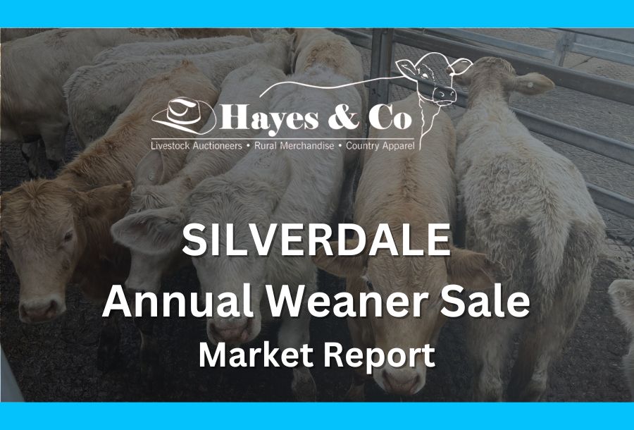 SILVERDALE ANNUAL WEANER SALE - SATURDAY 15TH AUGUST 2026 - 1023 HEAD