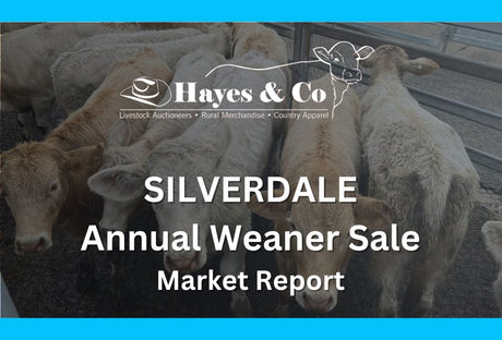 SILVERDALE ANNUAL WEANER SALE - SATURDAY 15TH AUGUST 2026 - 1023 HEAD