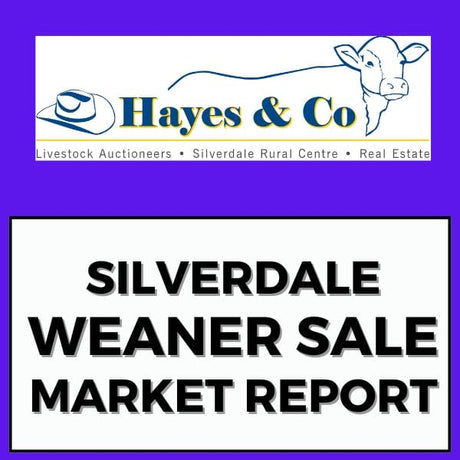4th Silverdale Weaner Sale - Saturday 17th August 2024 - 829 head