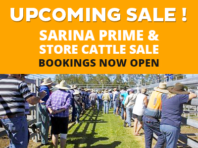 Sarina Prime and Store Cattle sale