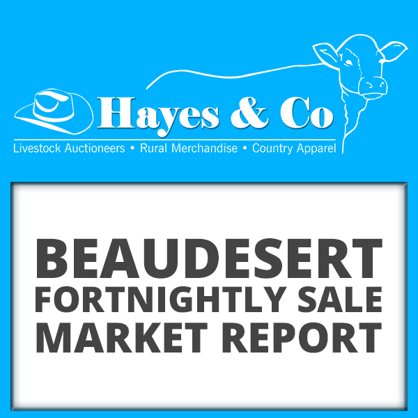 Beaudesert Cattle Sale Report