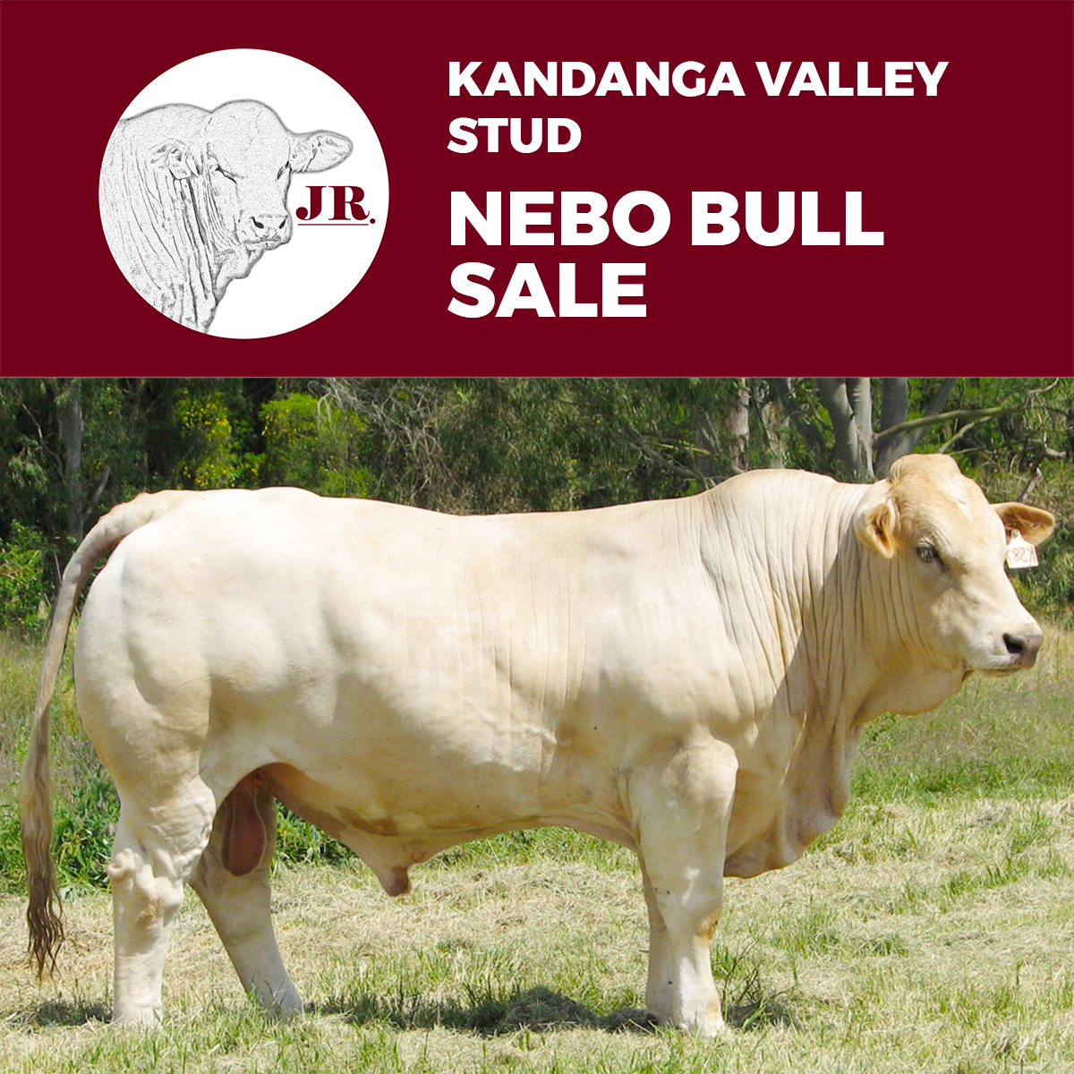 KANDANGA SALE IMAGE v3 Hayes and Co