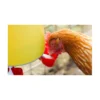 Chook Tower Drinker - Image 4