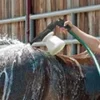 Livestock Shampoo Foamer - Image 2