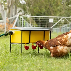 Poultry Auto Waterer