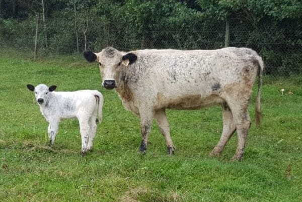 Wattle Grove N251 Kolor me Kat (WGS R1510) (Lot 16) - 
Calf to Wattle Grove Toast S68