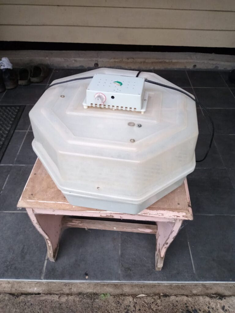 Incubator (1)